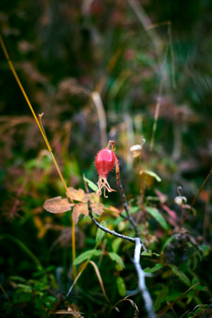 The rose hip  is the accessory fruit of the various species of rose plant. Goms region in the Kanton Wallis in Switzerlandの写真素材