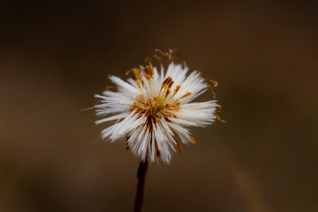 A closeup of a cute small dandelion flower outdoors with a blurry backgroundの写真素材