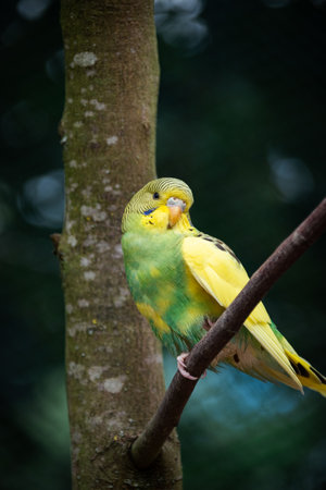 A vertical shot of a cute green and yellow perched on a branchの写真素材