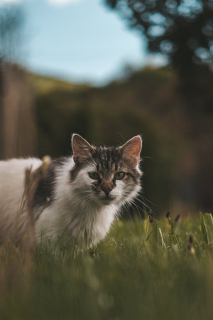 A vertical shot of a cat looking in the straight directionの写真素材