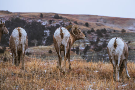 A group of rams grazing on a meadow in Theodore Roosevelt National Park, North Dakotaの写真素材