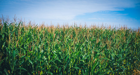 A view of a big corn field on a sunny dayの写真素材