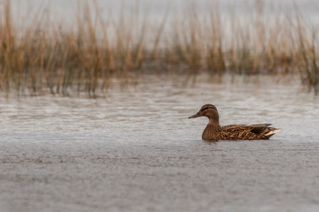 A selective of a Mallard duck on a pond
