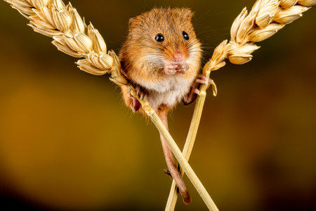 A closeup of the Eurasian harvest mouse.の写真素材