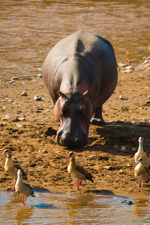 A vertical shot of a hippo and geese on a sunny bay in Kenyaの写真素材