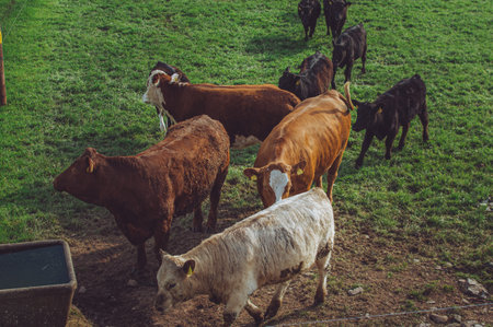 A cattle in a green pasture in the morning