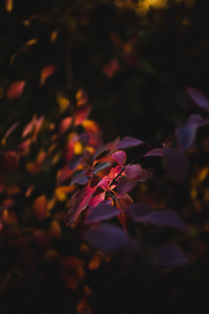 A vertical close-up shot of a ludwigia palustris branch in the dark.Perfect for wallpaper.