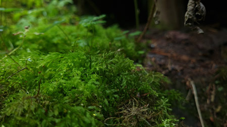 A selective of greens in a garden