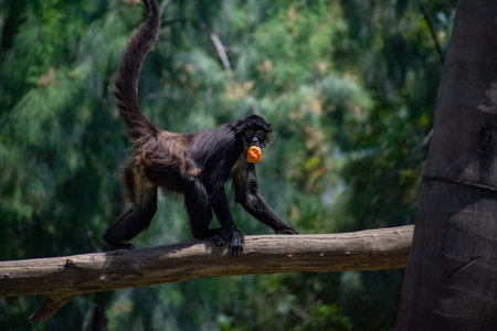 A beautiful shot of a monkey on a branch of a tree during the day