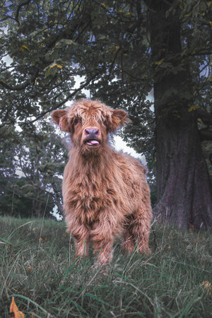 A vertical closeup of a cute brown highland calf in a field outdoorsの写真素材