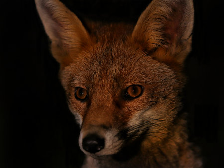 A closeup of the face of a beautiful sly red fox looking into the distanceの写真素材