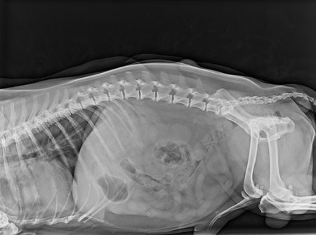 A grayscale x-ray shot of the skeleton.の写真素材