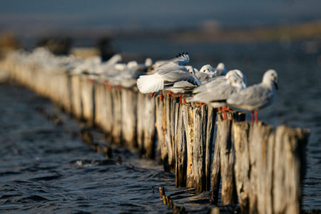 A close-up shot of beautiful and white seagulls on a wooden breakwaterの写真素材