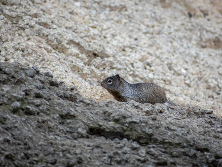 The California ground squirrel surrounded by rocks.の写真素材