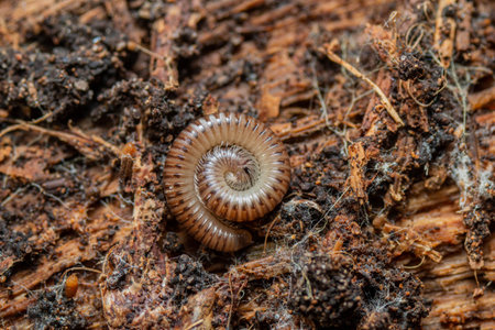 A closeup shot of a soil bug in the wild
