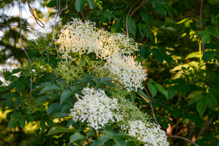 A selective focus shot of elderflower (sambucus) plantの写真素材