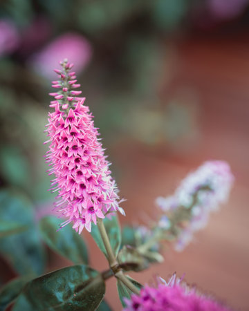 A vertical selective focus of pink spirea oriole flowers growing in the gardenの写真素材