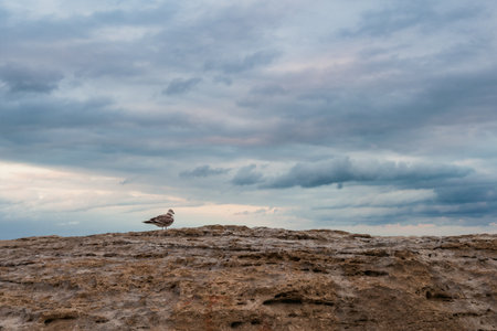 A seagull on the ground against the cloudy skyの写真素材