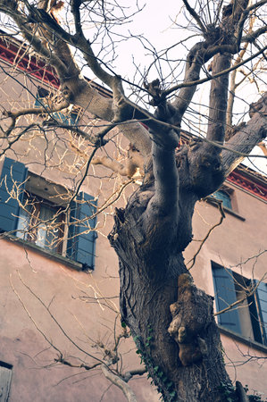 A vertical shot of a huge bare tree in the yardの写真素材