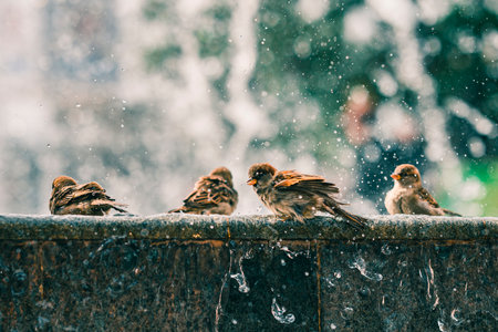 Tiny little sparrows on a stone surface enjoying the water from a fountain.の写真素材