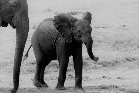 A greyscale shot of a baby elephant show off during a game drive in the Chobe cPark in Botswanaの写真素材