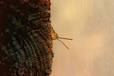 A closeup of a brown bug with big antennaes
