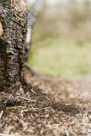 A vertical closeup of a tree trunk. Burgh-Haamstede, Zeeland, the Netherlands.の写真素材