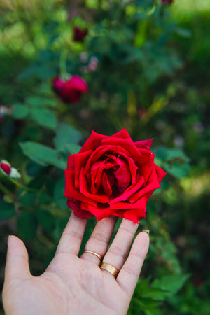 A vertical shot of a female hand with gold rings holding a red rose in a gardenの写真素材