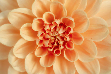 A closeup shot of a light orange dahlia flowerの写真素材