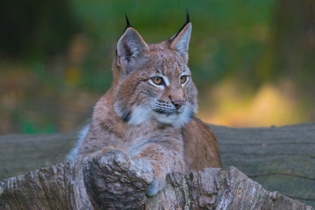 A beautiful shot of a Eurasian lynx in the wildernessの写真素材