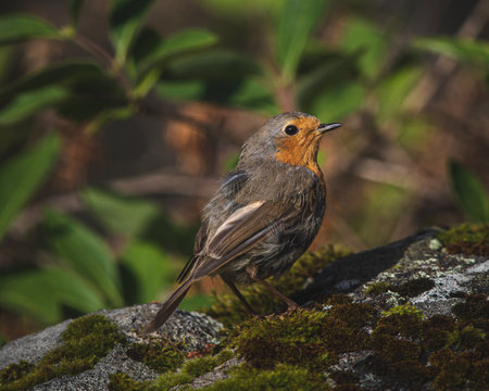 A closeup shot of a robin bird perched on a mossy rockの写真素材