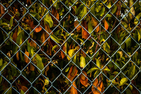 The colorful backdrop of autumn leaves behind a shining chain link fenceの写真素材