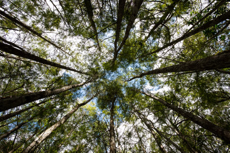 A low angle of tall trees on a sunny day