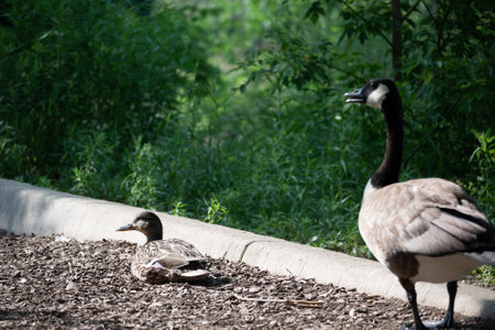 A goose and a duck walking in a park with green treesの写真素材