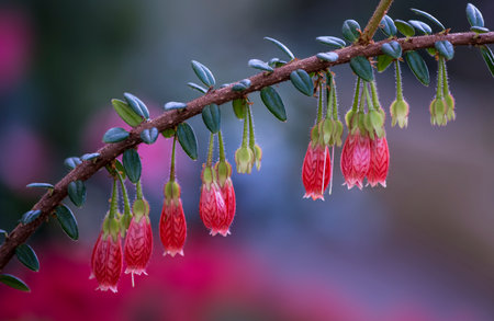 A closeup shot of blooming Agapetes flowers