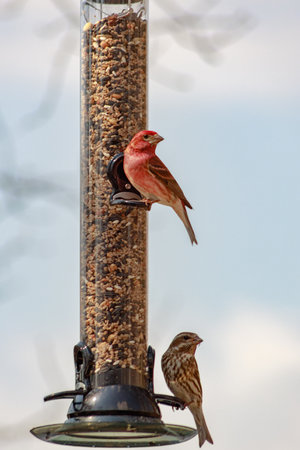 A vertical shot of purple finches perched on a bird feeder outdoors with a blurry backgrounの写真素材
