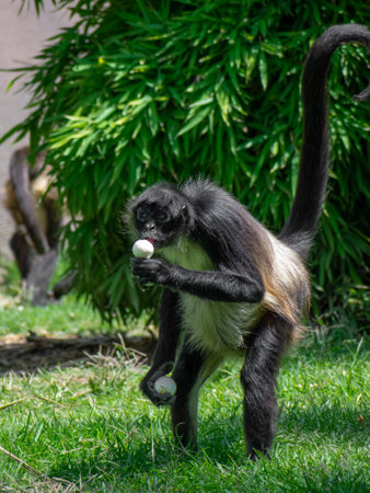 A vertical closeup of the spider monkey, New World monkey, belonging to the genus Ateles.の写真素材