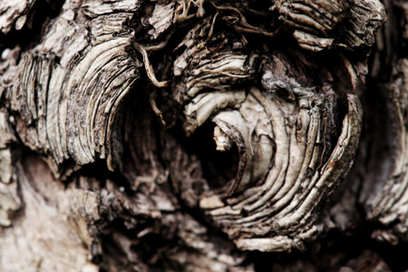 A closeup of a dried-up tree hole textureの写真素材