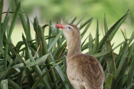 A closeup shot of the beautiful Cariama cristata bird in the forest amid dense greeneryの写真素材