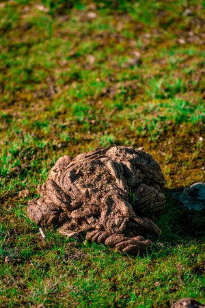 A closeup shot of a cow waste in a fieldの写真素材
