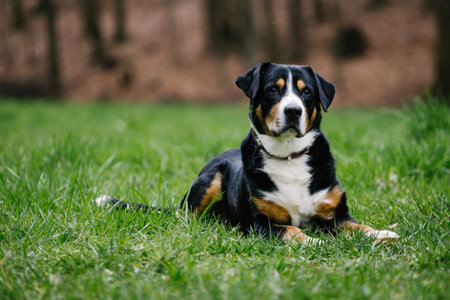 A closeup shot of a cute Swiss  Entlebucher mountain dog in the park with green grassの写真素材
