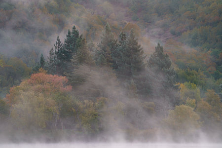 A beautiful shot of trees on a mountainside covered by mist at Spring Lake, Santa Rosa, Californiaの写真素材