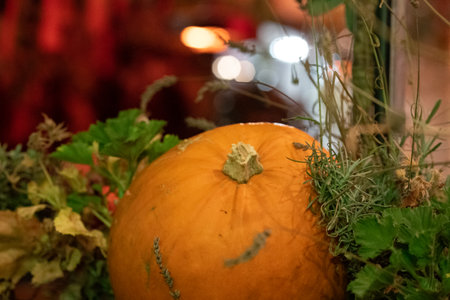 A closeup of a pumpkin as a Halloween or Thanksgiving decorationの写真素材