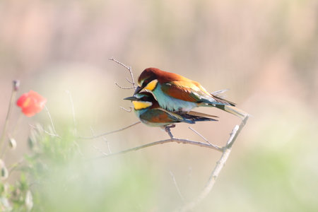 A selective focus shot of multicolored bee-eaters perched on a branch