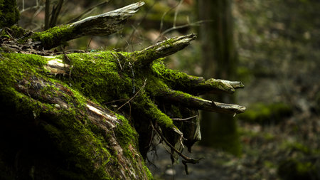 A closeup of broken tree branches with moss in a forestの写真素材