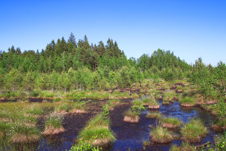A view to the large moss area with small trees near Volary, Czech republic