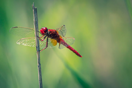 A closeup of a vibrant red dragonfly standing on a thin branch with a blurry backgroundの写真素材