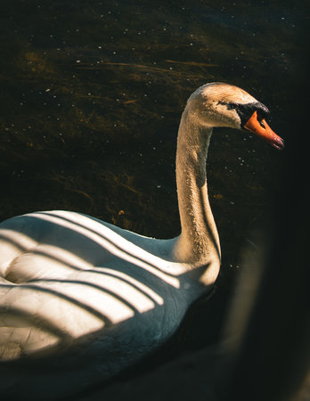 A beautiful white swan in a lakeの写真素材