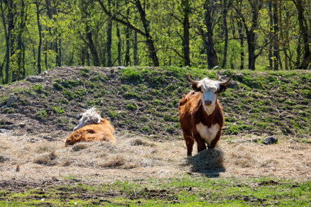 Two cute cows in pasturing in the field,  Haapsalu, Estoniaの写真素材