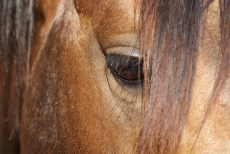 A closeup shot of a horse in a field in Brazilの写真素材